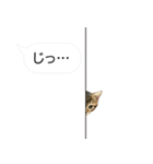 吹き出し仔にゃんこムギ（個別スタンプ：26）