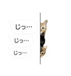 吹き出し仔にゃんこムギ（個別スタンプ：28）