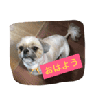シーズーのルル（個別スタンプ：1）
