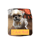 シーズーのルル（個別スタンプ：2）