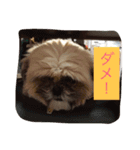 シーズーのルル（個別スタンプ：8）