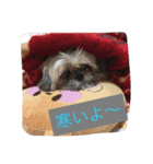 シーズーのルル（個別スタンプ：14）