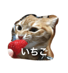 城ヶ島（個別スタンプ：1）