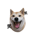 柴犬こはる（個別スタンプ：1）