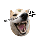 柴犬こはる（個別スタンプ：3）