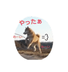 柴犬こはる（個別スタンプ：4）