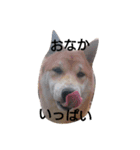 柴犬こはる（個別スタンプ：5）