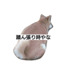 柴犬こはる（個別スタンプ：6）