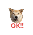 柴犬こはる（個別スタンプ：7）