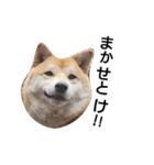 柴犬こはる（個別スタンプ：9）