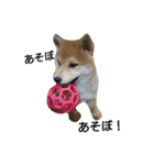 柴犬こはる（個別スタンプ：10）