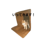 柴犬こはる（個別スタンプ：11）
