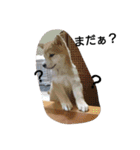 柴犬こはる（個別スタンプ：12）