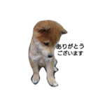 柴犬こはる（個別スタンプ：13）