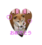 柴犬こはる（個別スタンプ：14）
