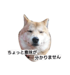 柴犬こはる（個別スタンプ：15）