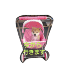 柴犬こはる（個別スタンプ：16）