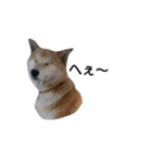 柴犬こはる（個別スタンプ：17）