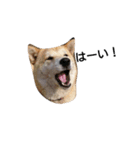 柴犬こはる（個別スタンプ：18）