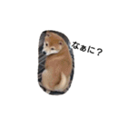 柴犬こはる（個別スタンプ：19）