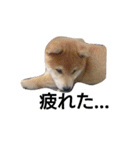 柴犬こはる（個別スタンプ：20）