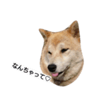 柴犬こはる（個別スタンプ：21）