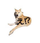 柴犬こはる（個別スタンプ：22）