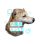 柴犬こはる（個別スタンプ：23）