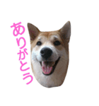 柴犬こはる（個別スタンプ：24）