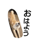 柴犬こはる（個別スタンプ：25）