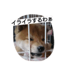 柴犬こはる（個別スタンプ：26）