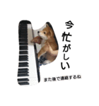 柴犬こはる（個別スタンプ：27）