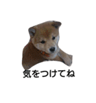 柴犬こはる（個別スタンプ：28）