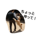 柴犬こはる（個別スタンプ：29）