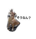 柴犬こはる（個別スタンプ：30）