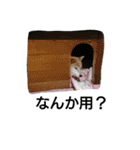 柴犬こはる（個別スタンプ：31）
