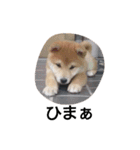 柴犬こはる（個別スタンプ：32）