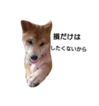 柴犬こはる（個別スタンプ：33）