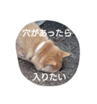 柴犬こはる（個別スタンプ：34）