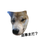 柴犬こはる（個別スタンプ：35）