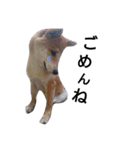 柴犬こはる（個別スタンプ：36）
