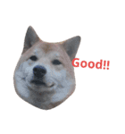 柴犬こはる（個別スタンプ：37）