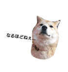 柴犬こはる（個別スタンプ：38）