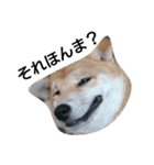 柴犬こはる（個別スタンプ：39）