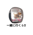 柴犬こはる（個別スタンプ：40）