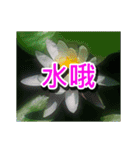 Flower Images_1（個別スタンプ：7）
