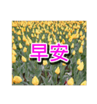 Flower Images_1（個別スタンプ：9）