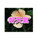 Flower Images_1（個別スタンプ：23）