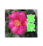 Flower Images_1（個別スタンプ：26）