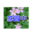 Flower Images_1（個別スタンプ：30）
